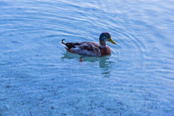 die kleine Ente